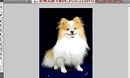 photoshop cs5W̳