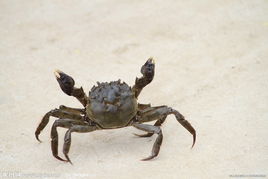 зô(hu)ó