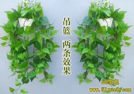 水養(yǎng)綠蘿怎么做造型