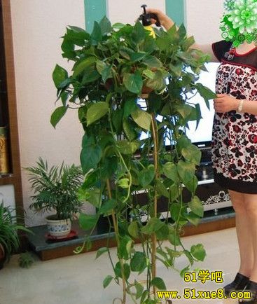 水養(yǎng)綠蘿怎么做造型