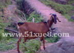 ϽSB(yng)ֳgҕl