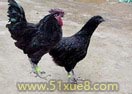fԺuB(yng)ֳgҕl