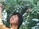 蘋果的儲藏保鮮技術(shù)教程