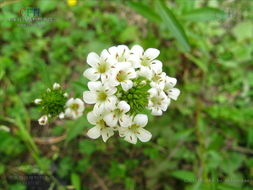 珍珠菜種植技術(shù)與前景