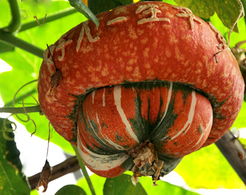 香爐瓜種植技術(shù)視頻